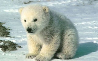 baby-bear-sweety-babies.jpg