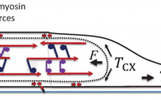 forceneuronalpolarization.png
