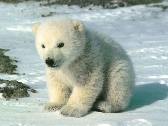 baby-bear-sweety-babies.jpg