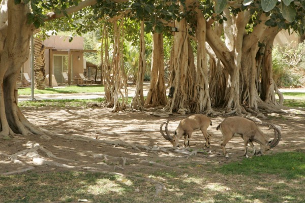 eingedi