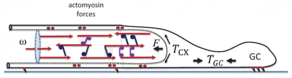 forceneuronalpolarization.png forceneuronalpolarization.png