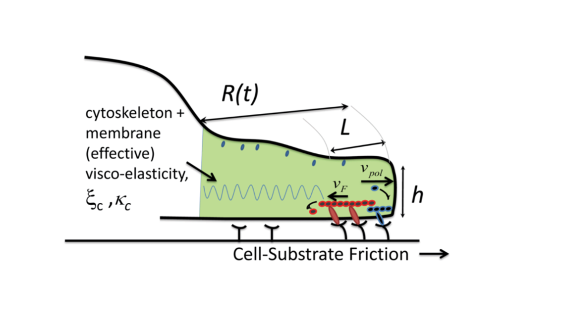 Cell spreading on elastic substrates: active mechanics and dynamics